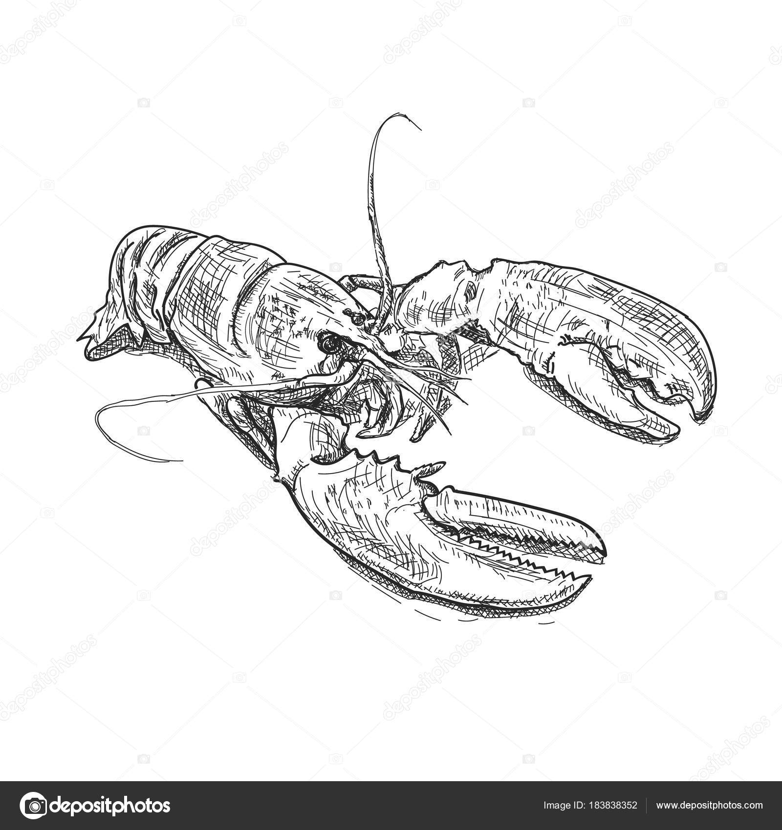 Lobster hand drawn sketch style vector illustration. Old hand Stock