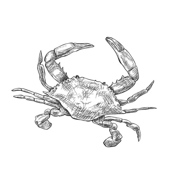 illustration with a large crab drawn by hand on a light background