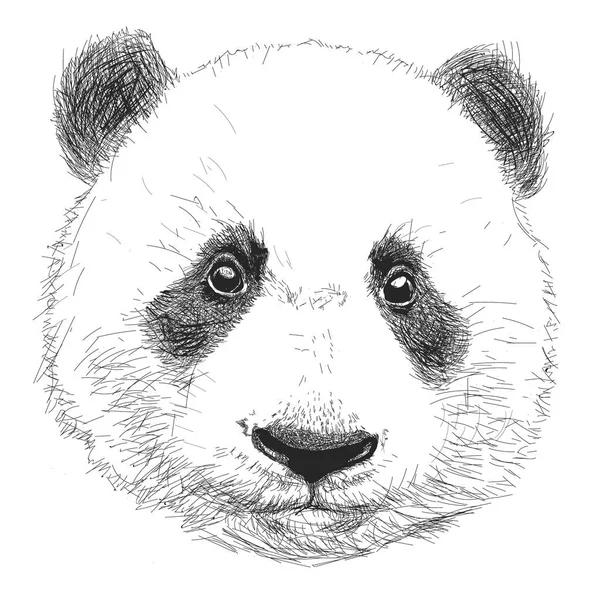 Retrato desenhado à mão de Panda. Doodles vetoriais preto e branco isolados em fundo branco . —  Vetores de Stock