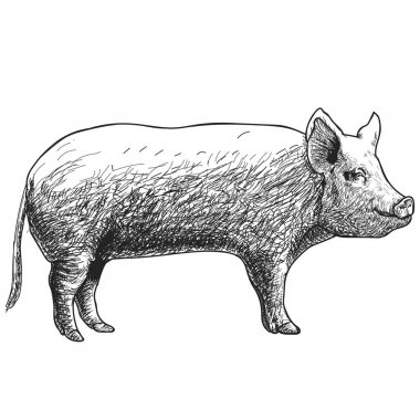 Hand Drawn Sketch Pig Vector illustration clipart