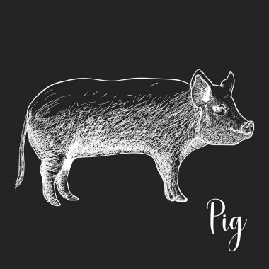 Elle çizilmiş kroki domuz vektör çizim