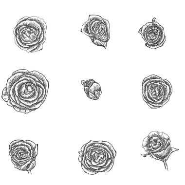 Çiçekler ayarlayın. Elle çizilmiş gül vektör