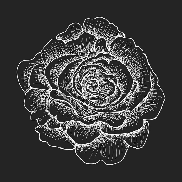 Illustration med rose. Vektor. — Stock vektor