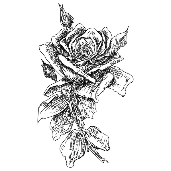 Dibujado a mano y diseño de bocetos Fairy Rose — Vector de stock
