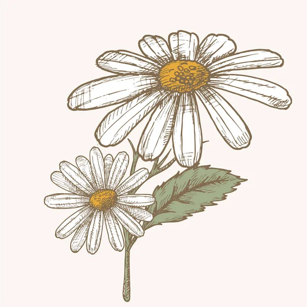 墨甘菊草药插画。手工绘制的植物素描风格。绝对向量 — 图库矢量图片