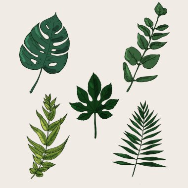 Collection of highly detailed hand drawn leaves isolated on clipart