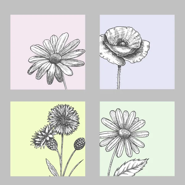 Conjunto de flores selvagens, preto e branco campo - papoula, camomila, cornflower, margarida, esboço ilustração vetorial —  Vetores de Stock