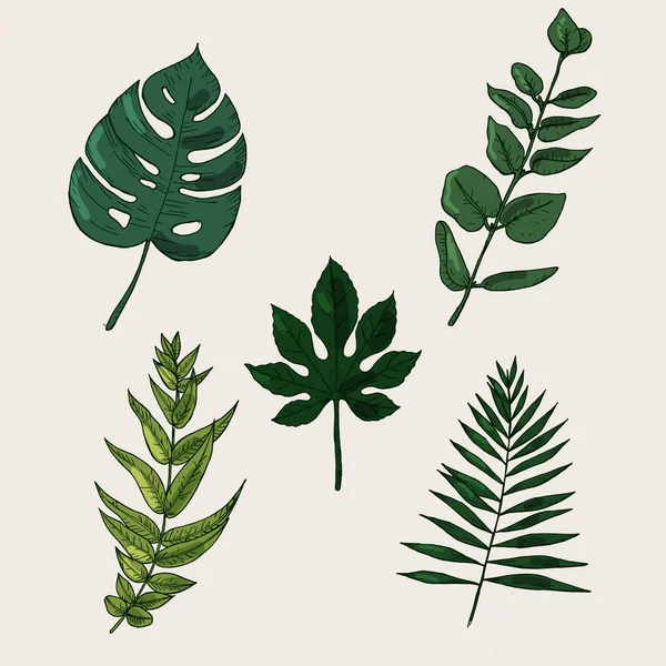 Collection of highly detailed hand drawn leaves isolated on — Stock Vector