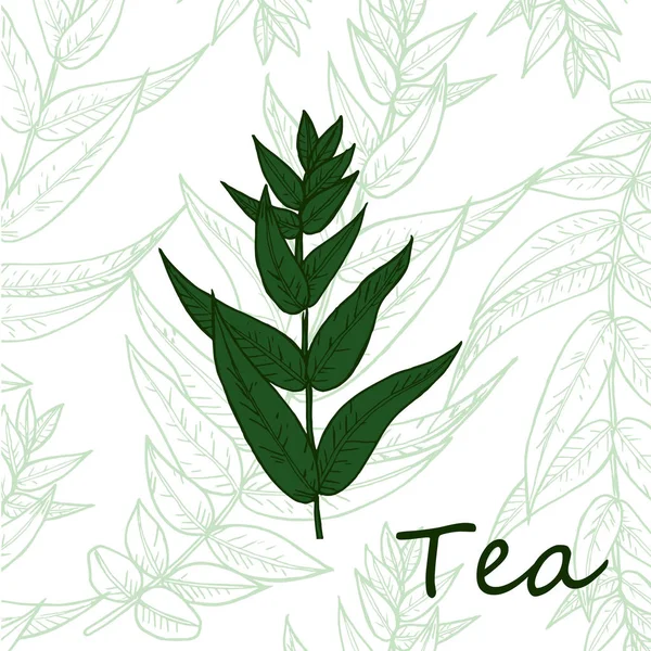 Bio grün weiß schwarz Tee Shop Tasse Blatt, Bohnen Vektor Hand gezeichnet Vorlage Verpackung kosmetische — Stockvektor