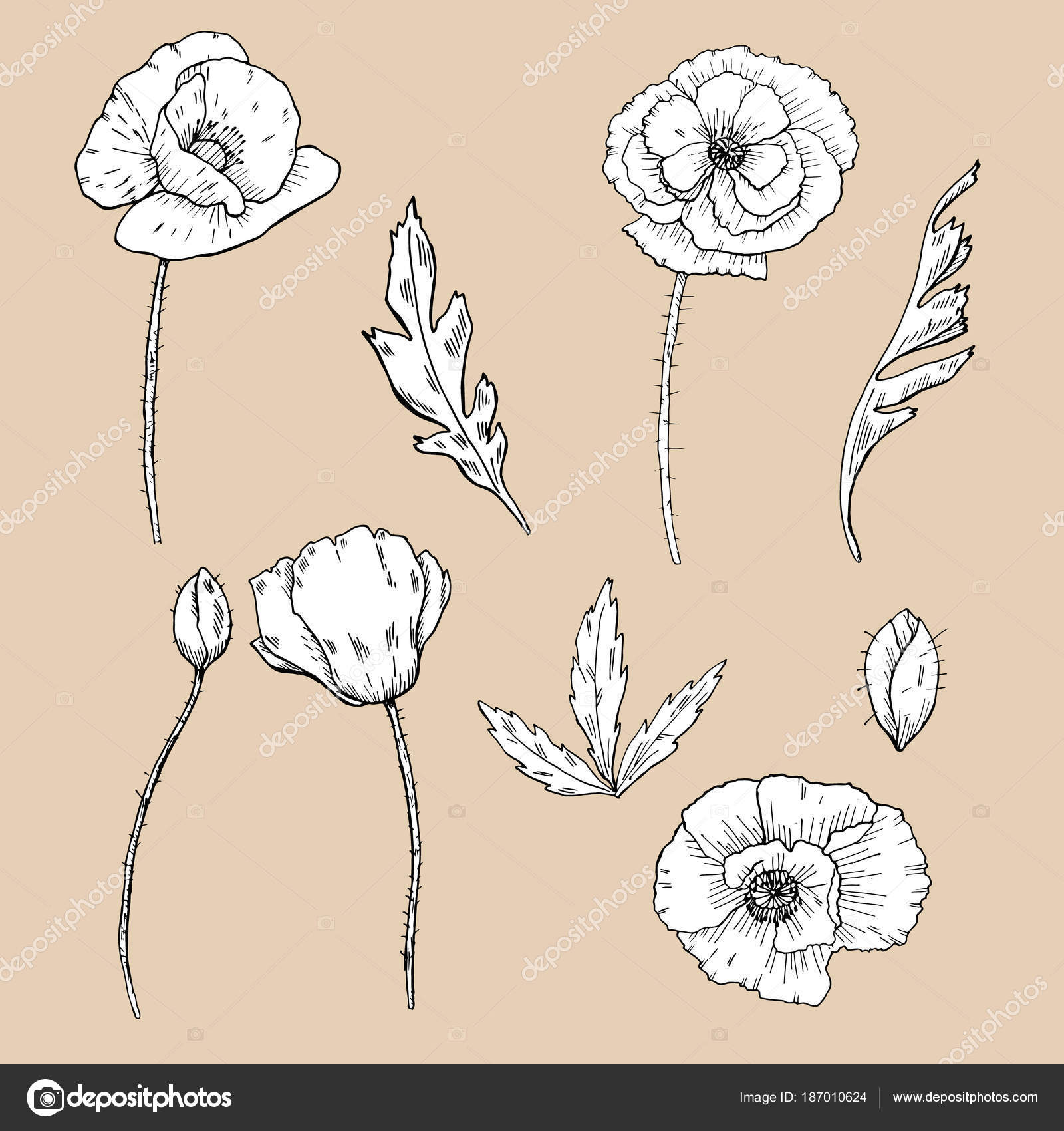 Dessin De Fleurs Fleur De Coquelicot Clipart Image
