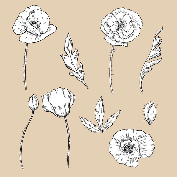 Dibujando flores. amapola flor clip-arte — Vector de stock