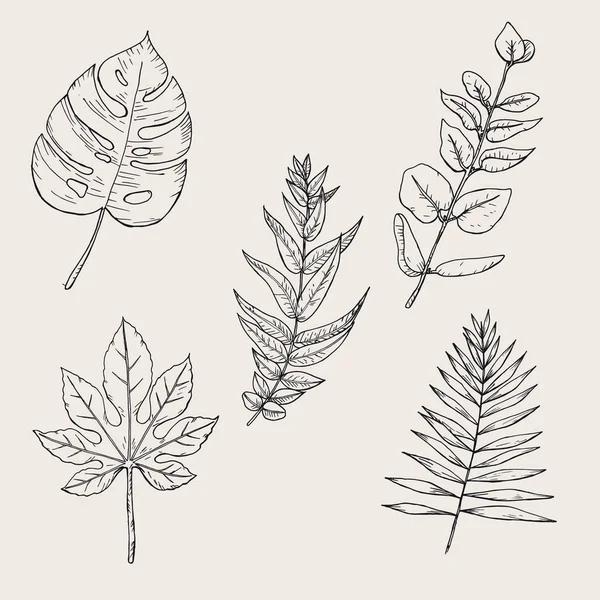 Collection of highly detailed hand drawn leaves isolated on — Stock Vector