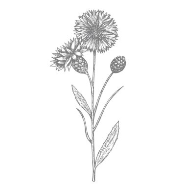 Peygamber, yaz çiçek. Elle çizilmiş.