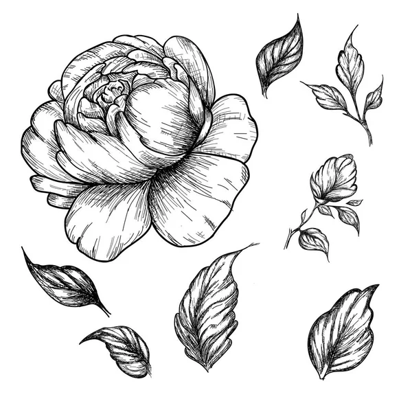 Fleur pivoine de fleurs sauvages. Art botanique dessiné à la main isolé sur fond blanc . — Image vectorielle