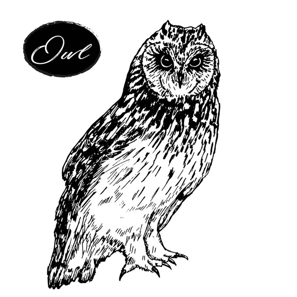 Owl hand drawn vector graphics — Stock Vector
