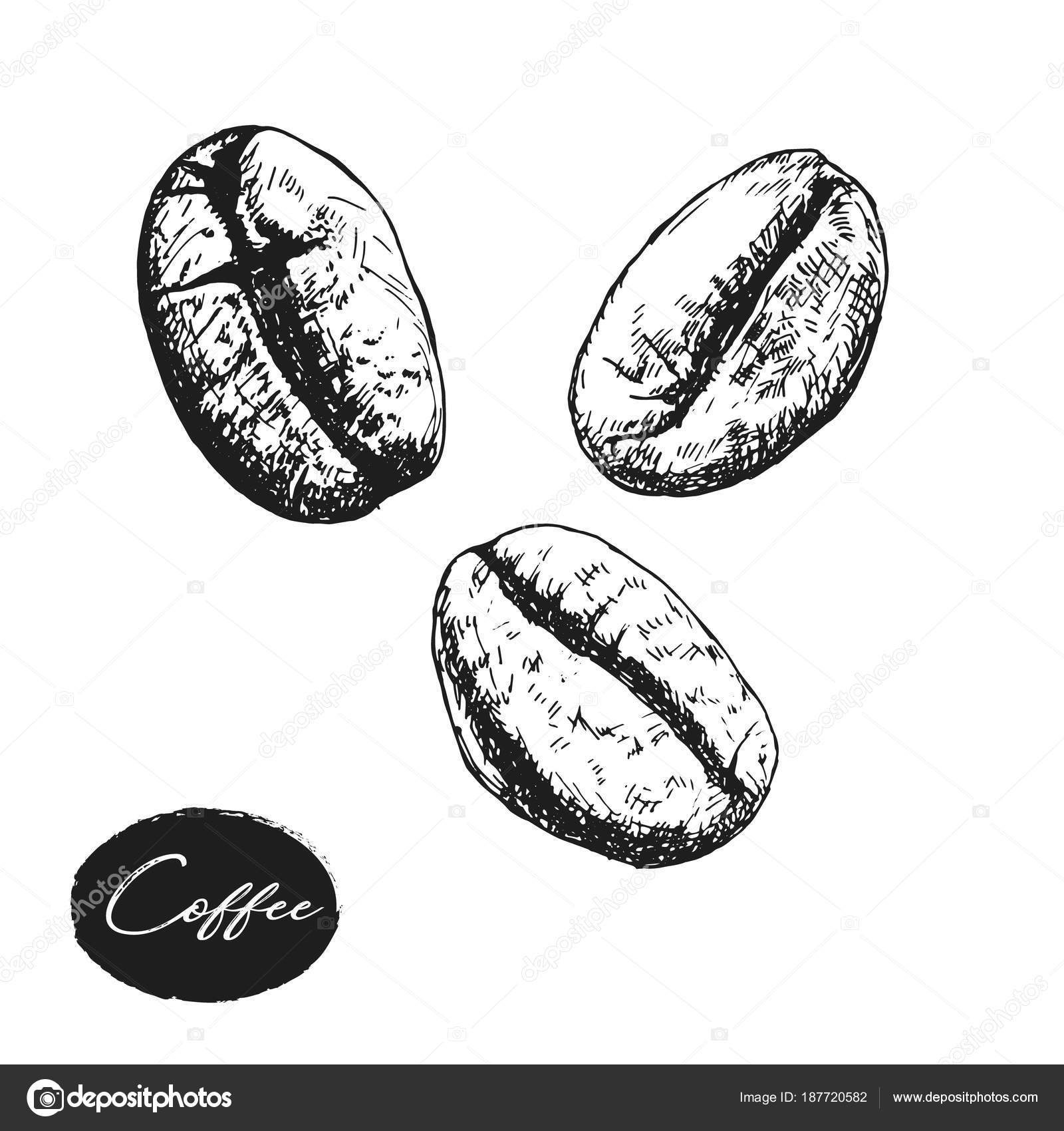 Simple illustration line drawing broad beans - Stock Illustration  [90347952] - PIXTA