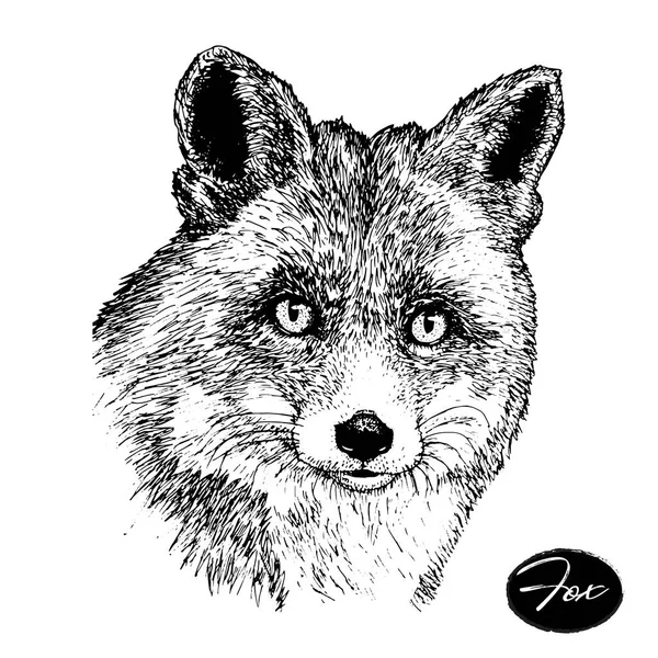 Hand drawn ink fox on white background. sketch. — Stock Vector