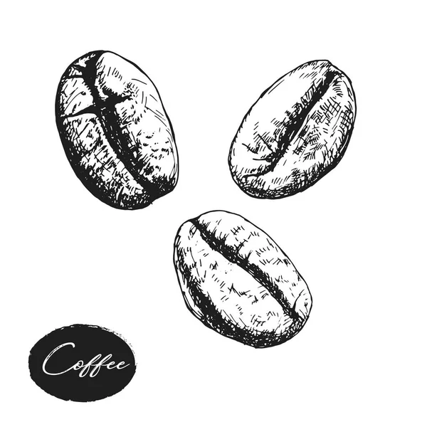 Granos de café pintados, boceto, dibujo vectorial, ingrediente perfecto , — Archivo Imágenes Vectoriales