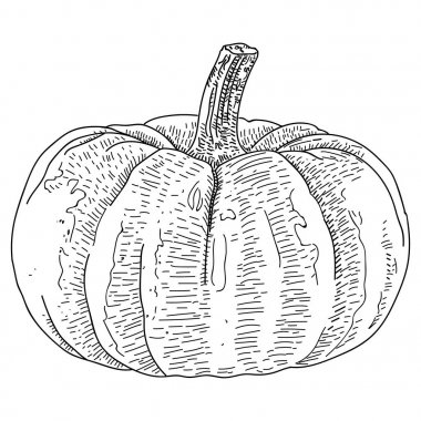 Vektör el çizilmiş kroki kabak.