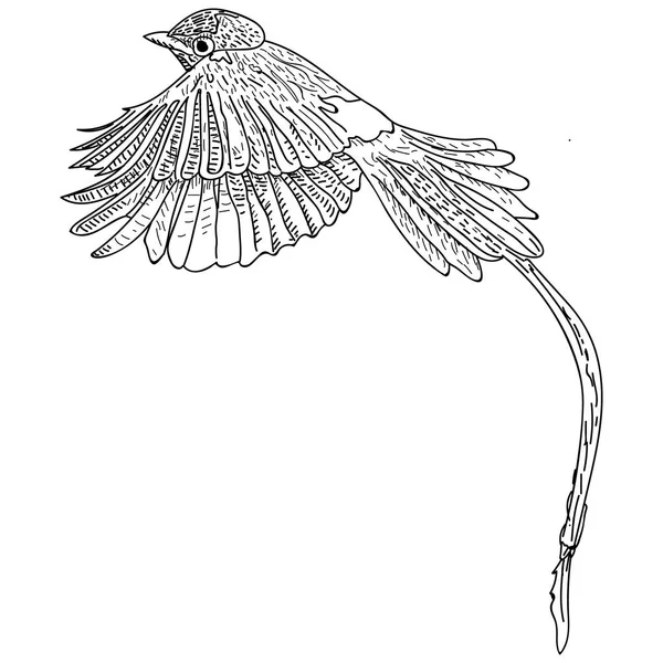 Illustrazione vettoriale uccello disegnato a mano — Vettoriale Stock