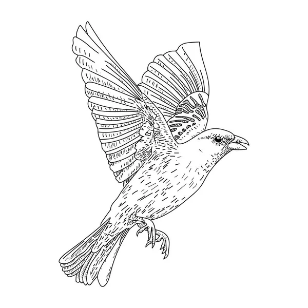 Векторная иллюстрация ручной работы птицы — стоковый вектор