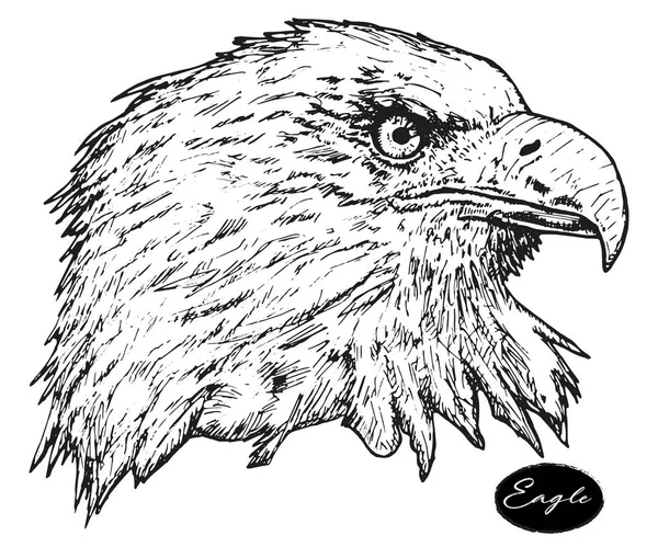 Eagle - ručně kreslenou vektorové ilustrace izolované — Stockový vektor