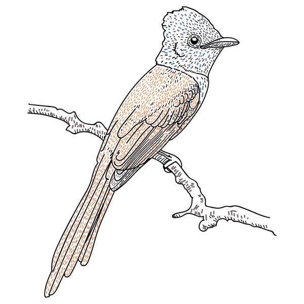 Χέρι προσοχή πουλιών εικονογράφηση διάνυσμα — Διανυσματικό Αρχείο
