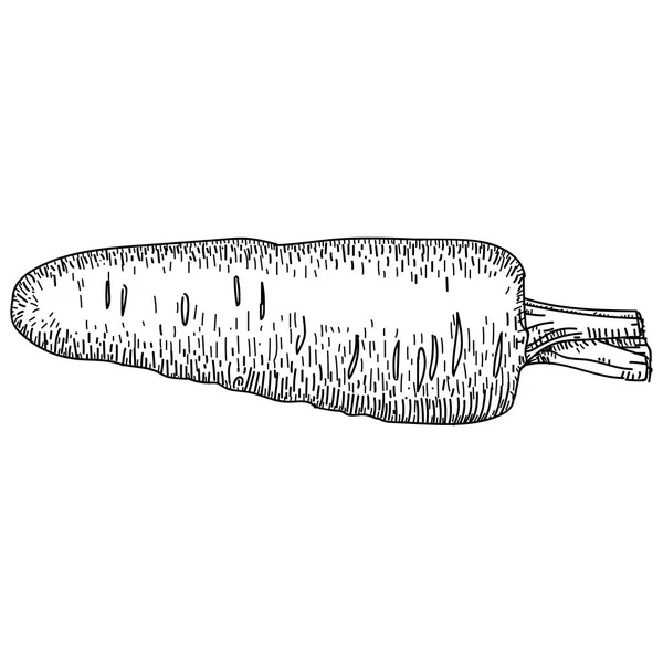 Ilustração vetorial desenhada à mão de cenoura. Isolado Vegetais gravado objeto estilo . —  Vetores de Stock