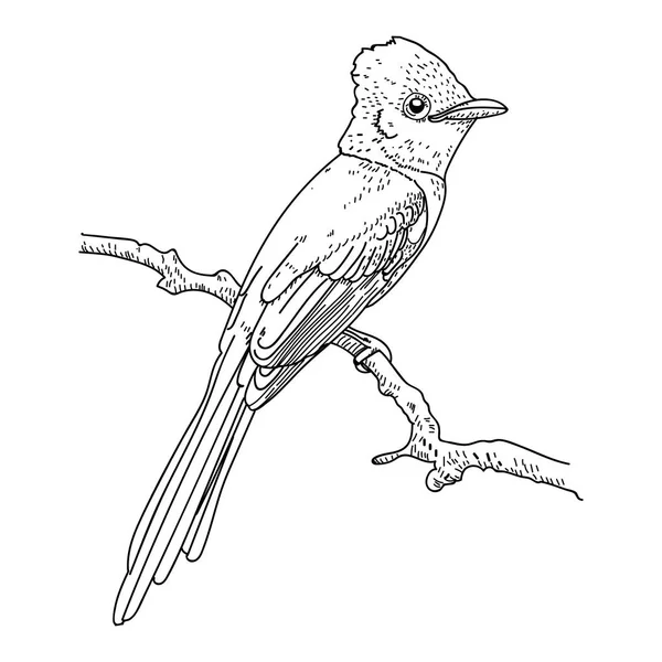 Illustration vectorielle d'oiseau dessinée à la main — Image vectorielle