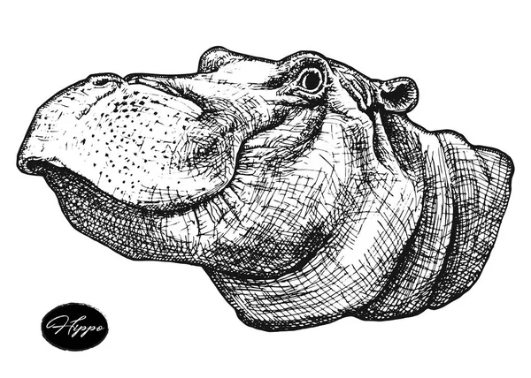 Behemoth hipopótamo mão desenhada — Vetor de Stock
