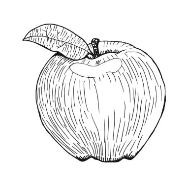 Stil oyma el çekilmiş elma vektör, çekilmiş siyah kalem ver.