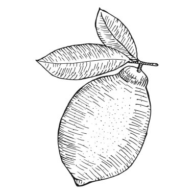 Elle çizilmiş limon ile şube, limon çiçeği, narenciye dilimleri ve yaprakları.