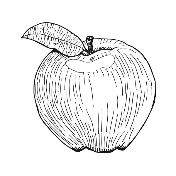 Vetor mão maçã desenhada, estilo gravura, mão desenhada caneta preta —  Vetores de Stock