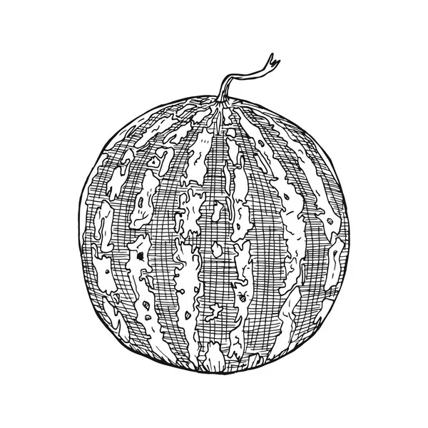 Handgezeichnete Vektorillustration - Wassermelone und Scheiben mit Samen. — Stockvektor