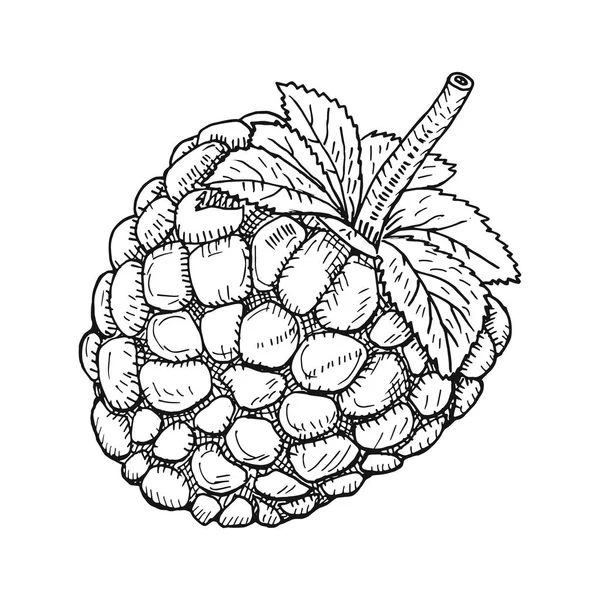 Bagas de esboço desenhadas à mão. amadurecer blackberry ramo isolado em —  Vetores de Stock