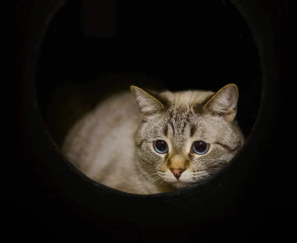 Сіамський Кіт Поруч Іграшковою Білою Мишкою Сіамський Кіт Портрет Кота — стокове фото
