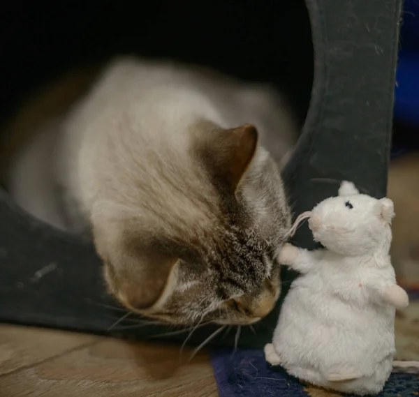 暹罗猫在玩具白鼠旁边 暹罗猫 猫的肖像 — 图库照片