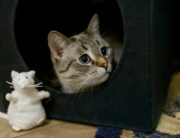 Siamesisk Katt Bredvid Leksaksvit Mus Siamesisk Katt Porträtt Katt — Stockfoto