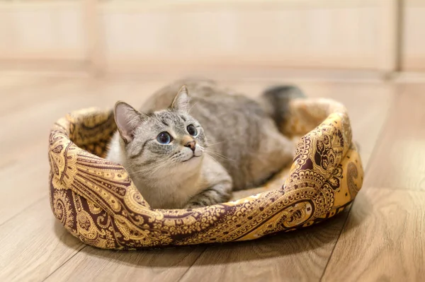 Siamés Hermoso Gato Siamés Adorable Sentado Cesta Gato — Foto de Stock