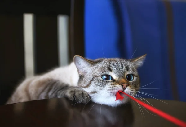 Gato Mirando Cámara Siamés — Foto de Stock