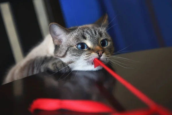 Katt Tittar Kameran Siamesiska — Stockfoto