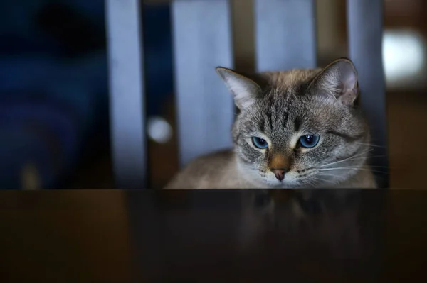 Katt Tittar Kameran Siamesiska — Stockfoto