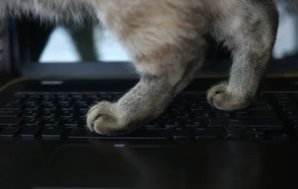Los Pies Teclado Patas Gato Computadora Trabajo Oficina Ordenador — Foto de Stock