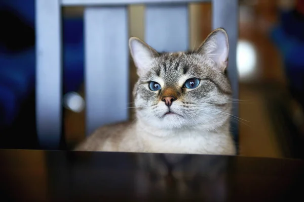 Gato Mirando Cámara Siamés — Foto de Stock
