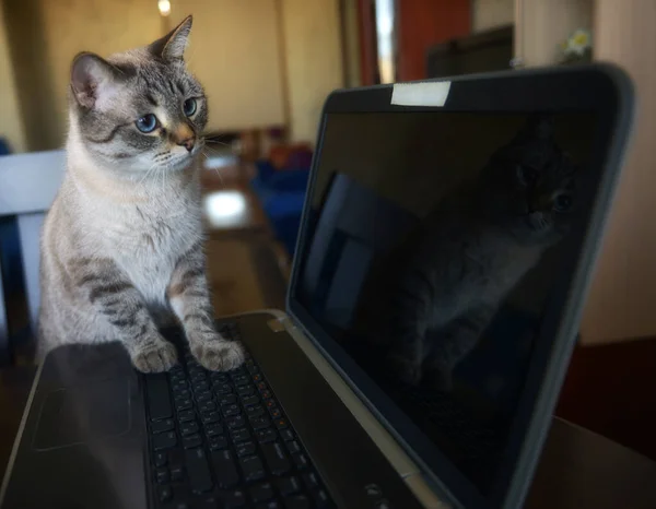 Gato Mirando Cámara Siamés — Foto de Stock