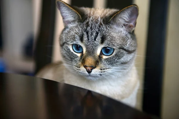 Gato Mirando Cámara Siamés — Foto de Stock