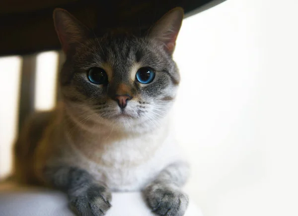 Кішка Дивиться Камеру Сіамезе — стокове фото