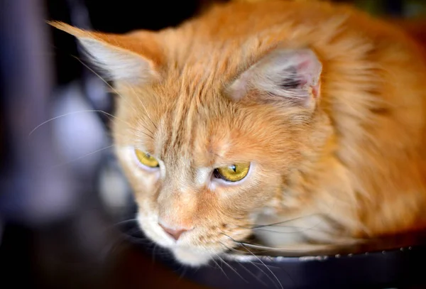 Gato Rojo Gato Curioso Gato Rojo Amarillo Naranja Cat Maine — Foto de Stock