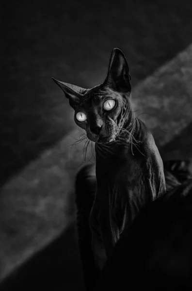 黑猫Sphynx品种的秃头猫 秃头猫 — 图库照片