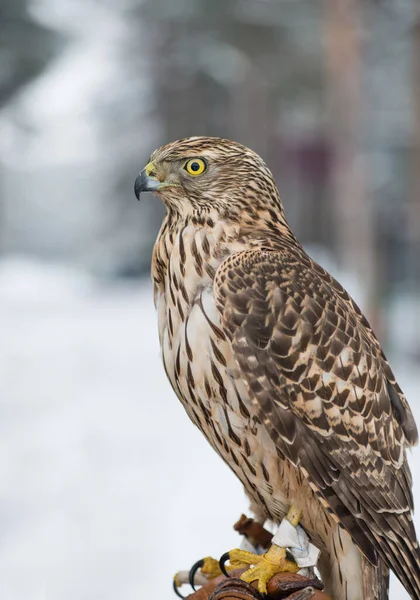 Kuş Peregrine Falcon Yakın Çekim Kuş Şahin Kış Ormanı — Stok fotoğraf